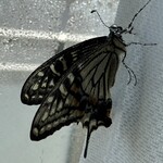 インデアンレストラン  ニューミラ - 5月の大型連休に始まった今年のアゲハ生活が終わった