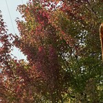 インデアンレストラン  ニューミラ - 木の葉はステンドグラスと同じで、反射光よりも透過光で観るのが美しい^_^