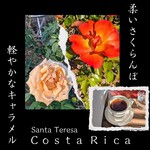 SHIKISHIMA COFFEE FACTORY - コメント:りんご、さくらんぼ、キャラメル、フローラル。キャラメルと果実感がめっちゃ分かります