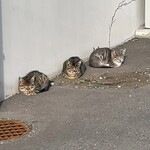 江差 旅庭 群来 - 