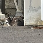 江差 旅庭 群来 - 