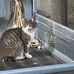 江差 旅庭 群来 - 