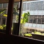 Cafe FLEUR - 窓からの景色  向かいはビルですけど(｡ >艸<)