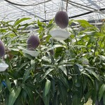 マンゴーの森 - マンゴーの森