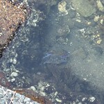 富田屋 - 文殊水道にて
      ワタリガニ