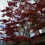 蛙の子 - お店周りの「紅葉」綺麗です('◇')ゞ