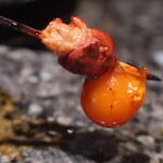 鳥さわ22 - ちょうちん