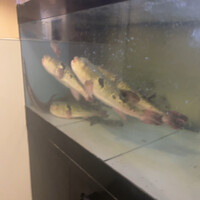 とらふぐ城 - 