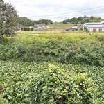 池内うどん店 - 