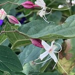 麺屋 燕 - ウリの花