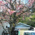お茶屋のラーメン - 満開の桜とお店