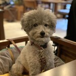 Le Chien Kyu Karuizawa