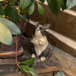 うさぎとぼく - 