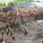 サカナゴコロ - 