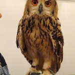 フクロウのみせ - ワルイージの腕に乗るなんて…