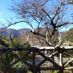 ニューあかいけ - 北海道の生きてた蝦夷鹿の角 (真ん中がつながっています)