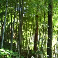 黒茶屋 - 竹林