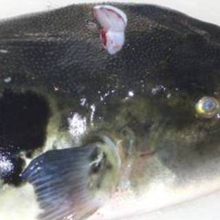 割烹 しまもと_1