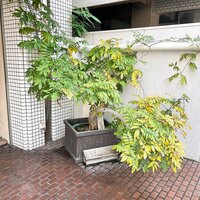 近松 - 