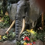 レインフォレストカフェ・トーキョー - 