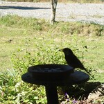 くつきそば 永昌庵 - 