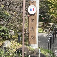 亜絲花 - 