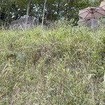 ゆずの木 ねむの木 みずたまの木 - 