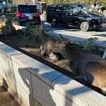ラ・フォルム ド エテルニテ - 奈良公園の鹿。花壇は鹿のベッドになっていますw
      ※お店の内容とは関係ありません。