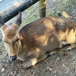 ラ・フォルム ド エテルニテ - 奈良公園の鹿
      ※お店の内容とは関係ありません。