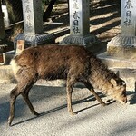 ラ・フォルム ド エテルニテ - 春日大社の鹿。泥浴びしたのか？
      ドロドロになっていましたw
      ※お店の内容とは関係ありません。