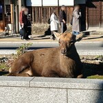 ラ・フォルム ド エテルニテ - 奈良公園の鹿。花壇は鹿のベッドになっていますw
      ※お店の内容とは関係ありません。