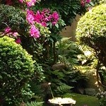 カフェ ゆるり - ５月のお庭