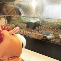 松寿司 - カウンターの水槽には生きたエビさんがいっぱい。
                    
                    ちびつぬ「なんか、こわいわ～」
                    