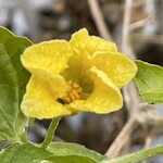 インデアンレストラン  ニューミラ - 