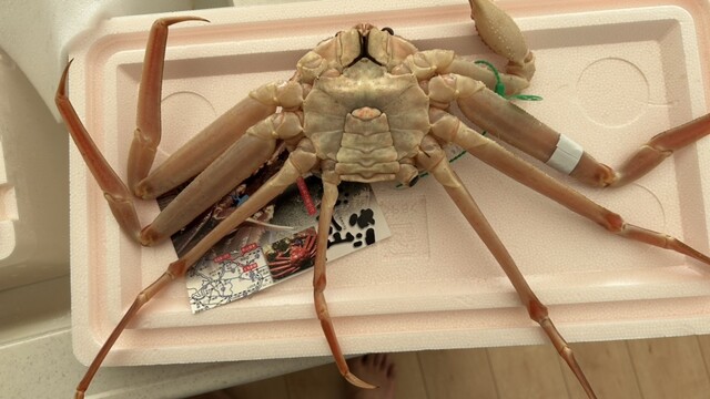 専用 差込式行先板「丹後カニスキ 網野行(宮福線経由)／カニスキ