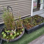 横浜ラーメン 北村家 - メダカ♪