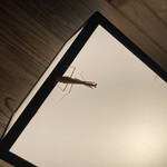 みちのく庵 - ずっと居座っているカマキリさん