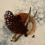 龍 ボンバンス - 