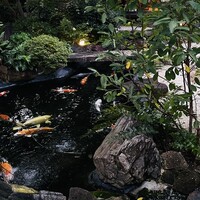 炭焼うな富士 白壁別邸 - 池の鯉