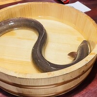 炭焼うな富士 白壁別邸 - 捌く前の青うなぎ