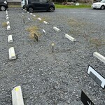 HARE tokidoki MUGI - 10m離れた駐車場️この駐車場　実際の所20mぐらい歩きますよう笑　矢野タクシーさんに隣り合わせで　こちらに停めた方がおすすめです