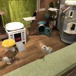 ヤキニク ネコスタイル - 