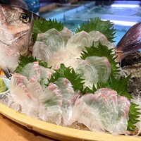 活真鯛