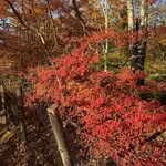 미하에루 - 단풍이 아름다운 구마호수