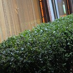 大元 - 9月下旬にザックリ剪定されてから1ヶ月半。クチナシはみっしりと再生した^_^