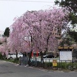 福田パン - 川守稲荷神社の桜(1)(2014.5)