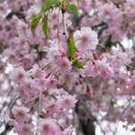 福田パン - 川守稲荷神社の桜(2)(2014.5)