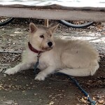 今屋のハンバーガー - 