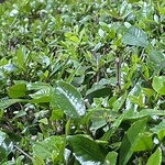 大元 - この生命感がハンパない^_^