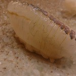 すし家 一柳 - さより(2014/4）